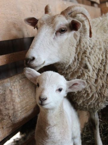 sheep, lamb, wool, animals, mammals, farm animal, livestock, nature, sheep, sheep, sheep, sheep, sheep, lamb, lamb